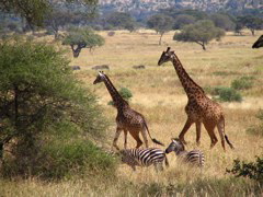 Zebras, Twigas, Tembos